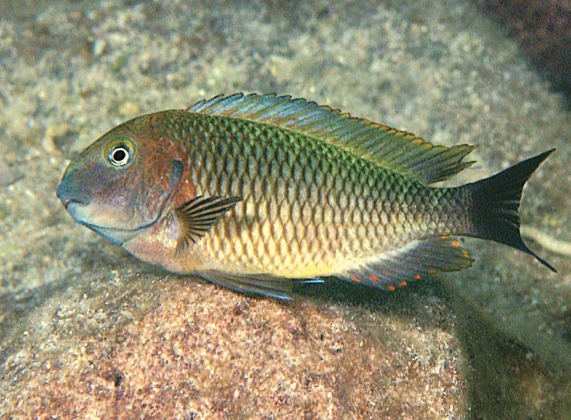 Tropheus moorii 'Maleza Island'